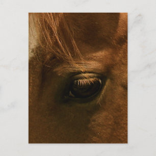 Seelenvolles Pferdeauge Postkarte