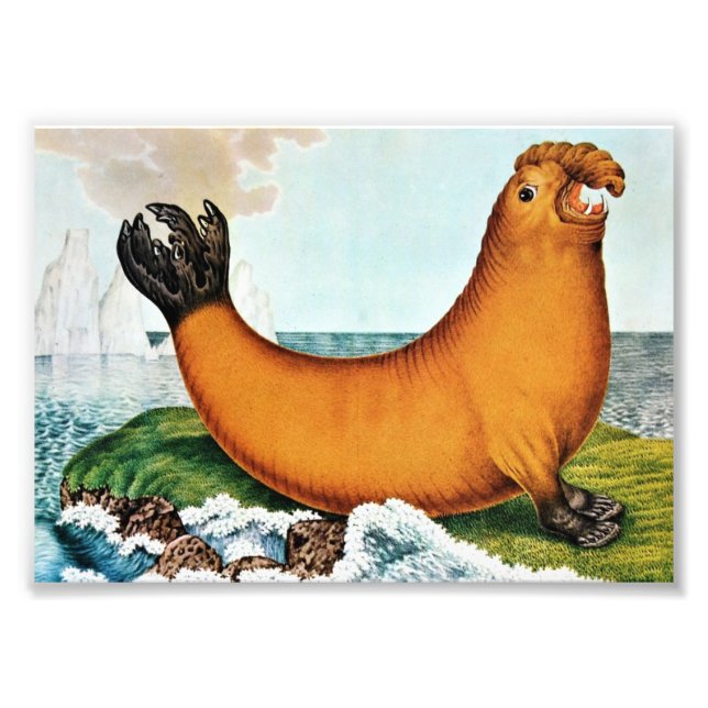 Seelephant Illustration (Zotl) Fotodruck (Vorne)