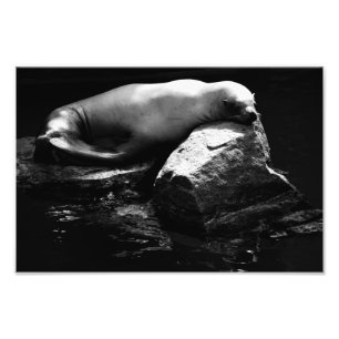 Seelöwe .1781 fotodruck