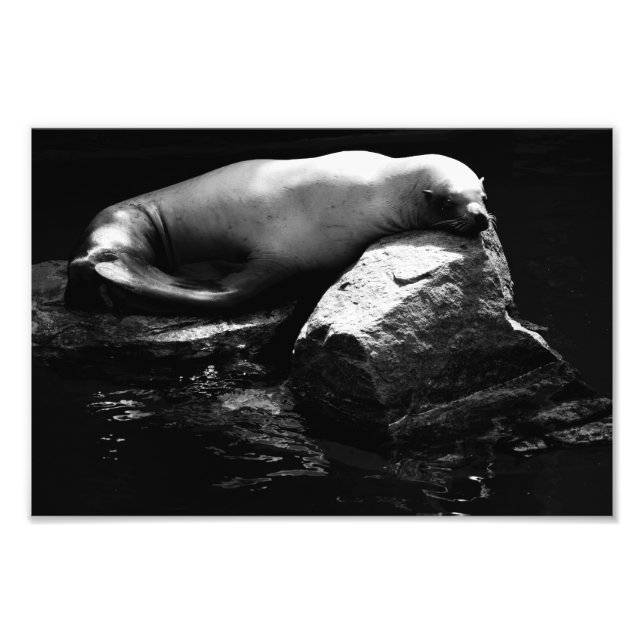 Seelöwe .1781 fotodruck (Vorne)