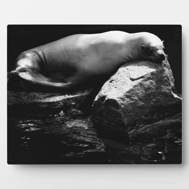 Seelöwe .1781 fotoplatte (Vorderseite)