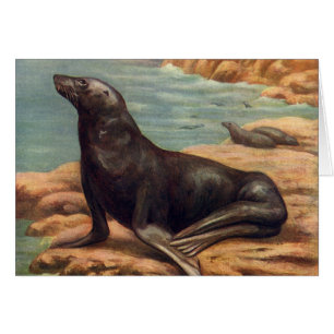 Seelöwe am Meeresufer, Vintage Meeres Säugetiere