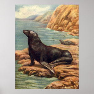 Seelöwe an der Küste, Vintage Meeres Säugetiere Poster