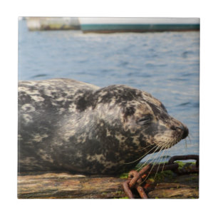 Seelöwe Fliese