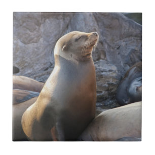 Seelöwe Fliese