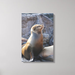 Seelöwe Leinwanddruck