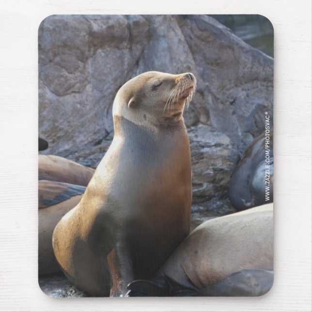 Seelöwe Mousepad (Vorne)