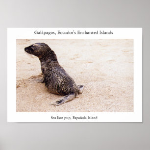 Seelöwe nach einem Sturz am Strand Poster