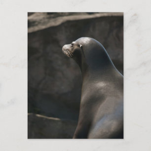 Seelöwe Postkarte