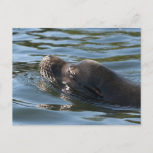 Seelöwe Postkarte