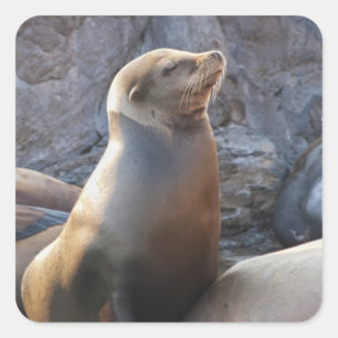 Seelöwe Quadratischer Aufkleber