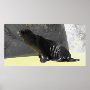 Seelöwe sitzend poster