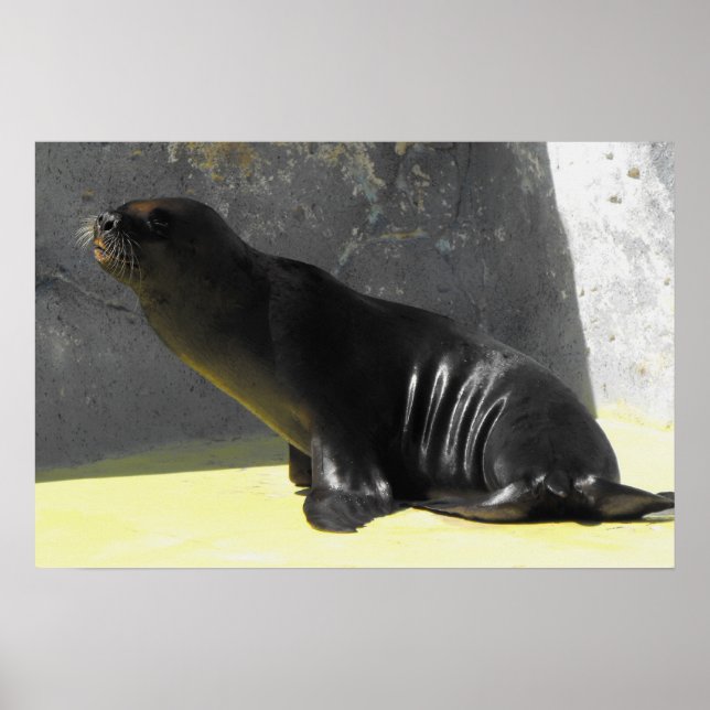 Seelöwe sitzend poster (Vorne)