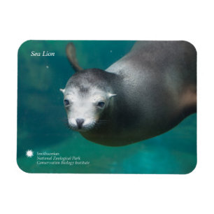Seelöwe Smithsonian Magnet