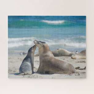 Seelöwen am Strand in Australien, 520 Stück
