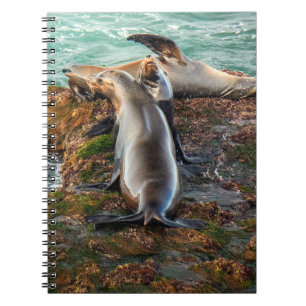 Seelöwen an der felsigen Küste – Maritime Tierwelt Notizblock