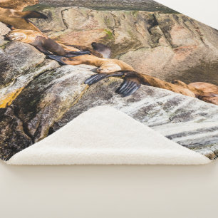 Seelöwen auf den Felsen Sherpadecke
