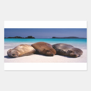 Seelöwen, die auf Strand   Ecuador schlafen Rechteckiger Aufkleber