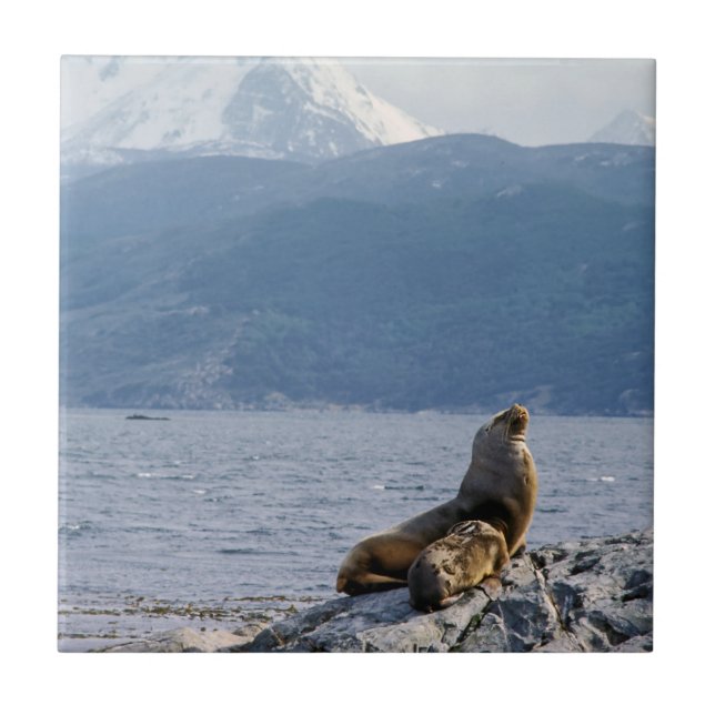 Seelöwen im Beagle - Argentinien Fliese (Vorderseite)