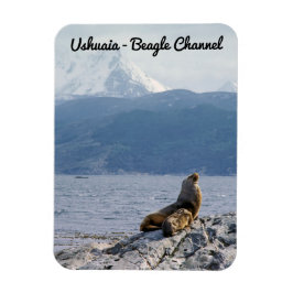 Seelöwen im Beagle - Argentinien Magnet