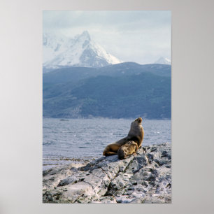 Seelöwen im Beagle - Argentinien Poster