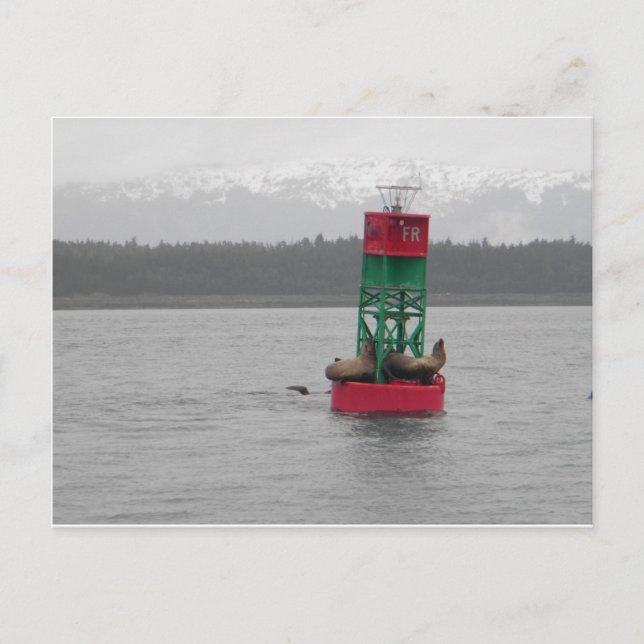 Seelöwen in Juneau, Alaska Postkarte (Vorderseite)