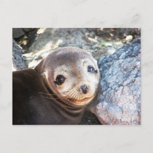 Seelöwen, Isla Las Plazas, Galapagos Postkarte