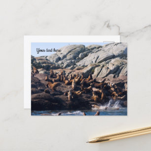 Seelöwen-Postkarte Postkarte