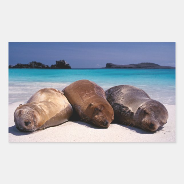 Seelöwen schlafen am Strand | Ecuador Rechteckiger Aufkleber (Vorderseite)