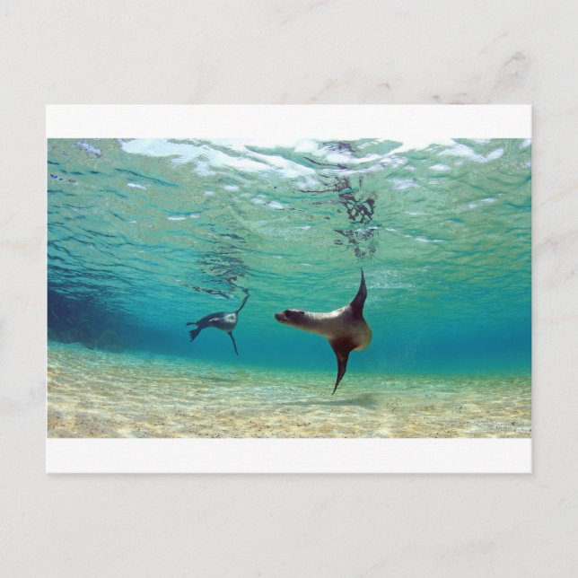 Seelöwen spielen unter Wasser Galapagos Inseln Postkarte (Vorderseite)