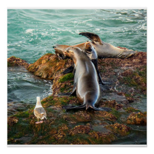 Seelöwen-Wandkunst Küsten-Wildlife-Druck Poster