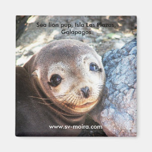 Seelöwewelpe, Isla Las Piazzen, Galapagos Magnet