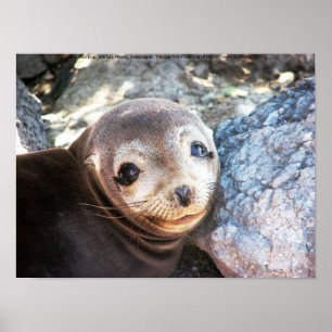 Seelöwewelpe, Isla Las Piazzen, Galapagos Poster