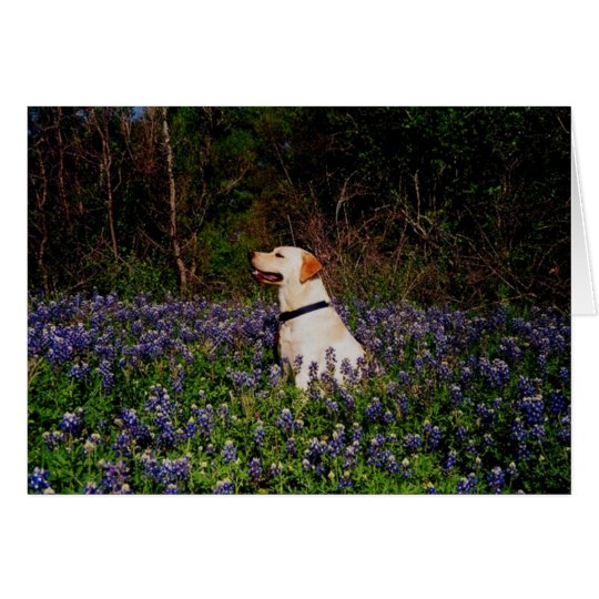 Seemann u. Bluebonnets Karte