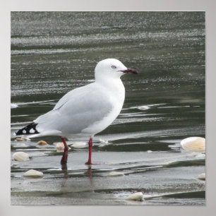 Seemöwe am Strand Poster