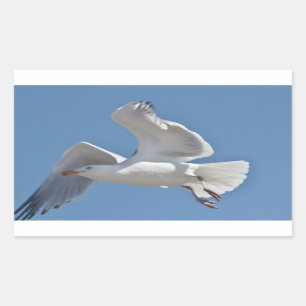 Seemöwe-Foto Rechteckiger Aufkleber