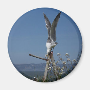 Seemöwe-Magnet Magnet
