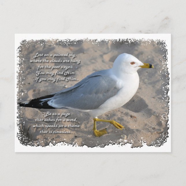 Seemöwe-Postkarte Postkarte (Vorderseite)