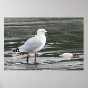 Seemöwe u. Muscheln im Meer Poster