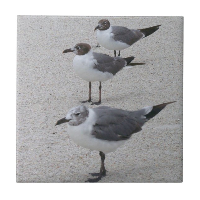 Seemöwen auf dem Strand Fliese (Vorderseite)