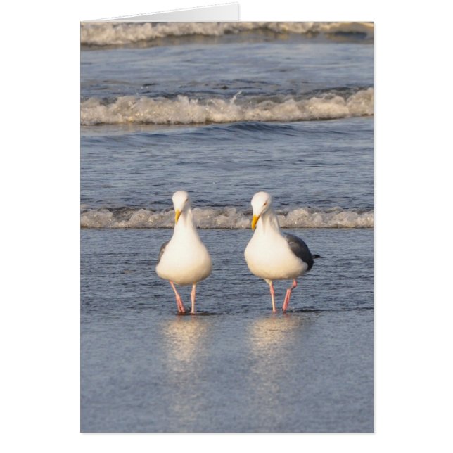 Seemöwen, die auf den Strand schlendern (Vorne)