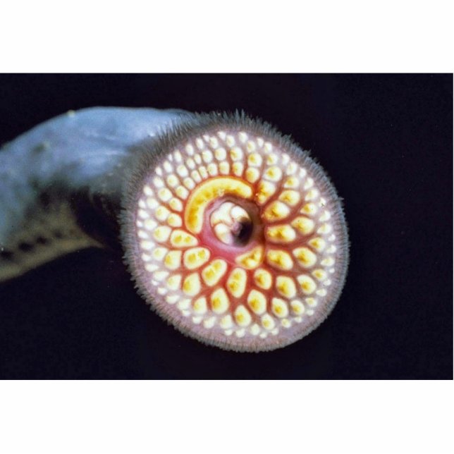 Seeneunauge Freistehende Fotoskulptur (Vorne)