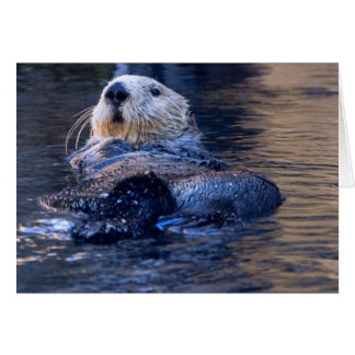 Seeotter