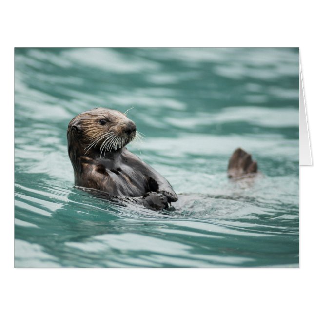 Seeotter (Vorderseite (Horizontal))