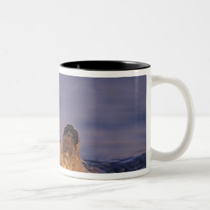 Seeotter, Enhydra lutris 2 Zweifarbige Tasse