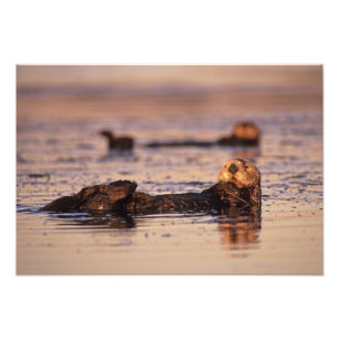 Seeotter, Enhydra lutris 3 Fotodruck