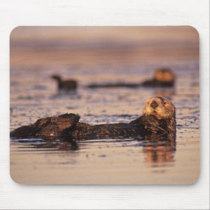 Seeotter, Enhydra lutris 3 Mousepad