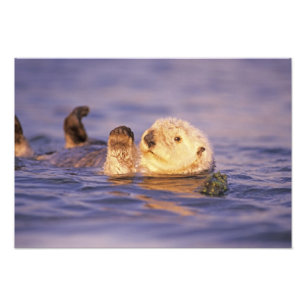 Seeotter, Enhydra lutris 4 Fotodruck