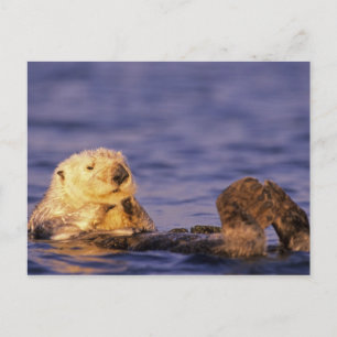 Seeotter, Enhydra lutris 4 Postkarte