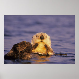 Seeotter, Enhydra lutris 5 Poster